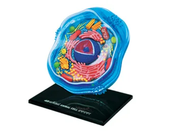 4D Puzzle, hračky živočíšnych a rastlinných buniek a orgánov, Anatomický model DIY popularizácia vedy v zdravotníckych výučby hračky